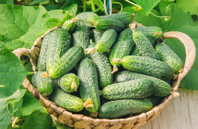 Pinching cucumbers, or how to increase the yield several times