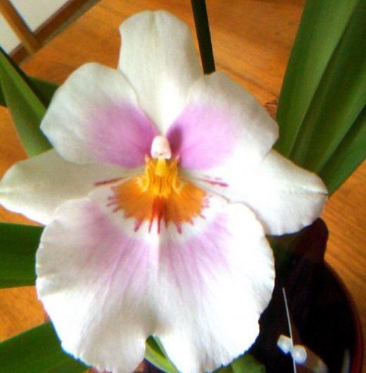 Growing an orchid is not difficult