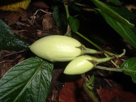 Pepino: Features of Growing and Reproduction