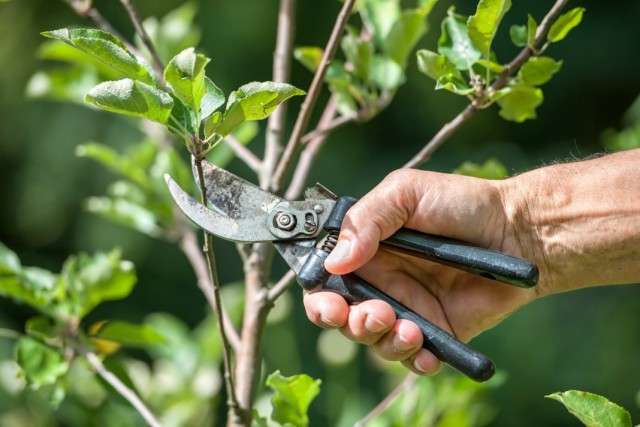 Basic mistakes when pruning fruit trees