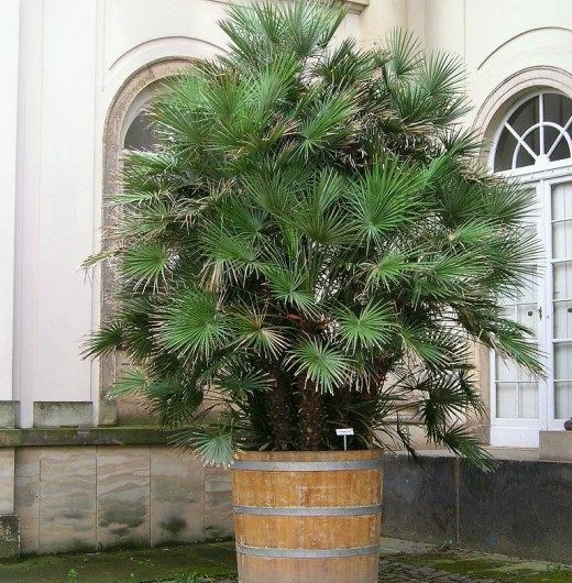 Life under the palm trees