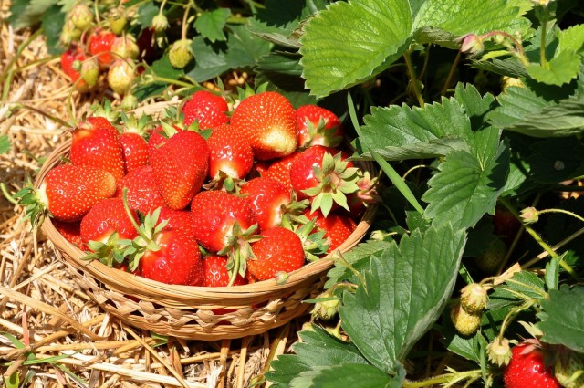 How to feed strawberries after fruiting