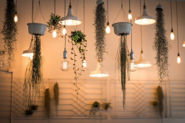 Lighting regime for indoor plants