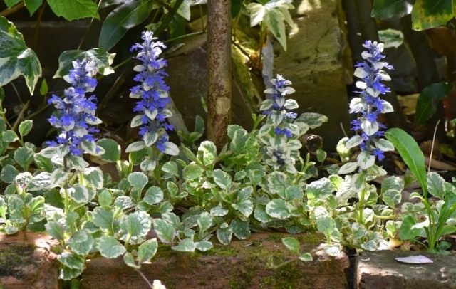 Creeping Jenny is a necessary element of a flower garden