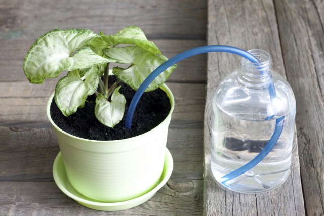 How to Water Flowers When You’re on Vacation
