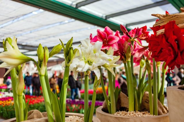 Hippeastrum: Popular Varieties of 2022