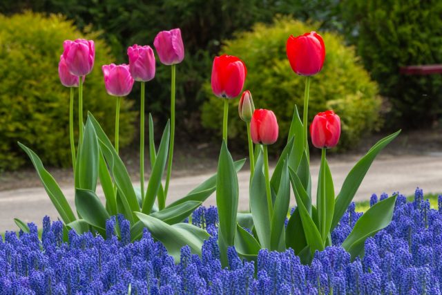 Where to Plant Spring Bulbs? 5 Correct Decisions