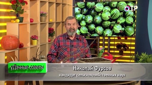 Winter planting and propagation of fruit and berry crops