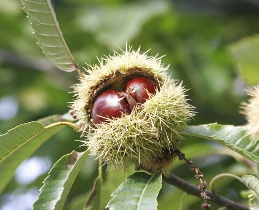 Chestnut and horse chestnut
