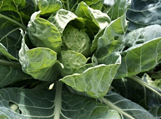How to Hurry White Cabbage