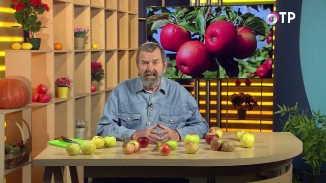 How to choose the right apple tree varieties for your garden? Successful tips. Video