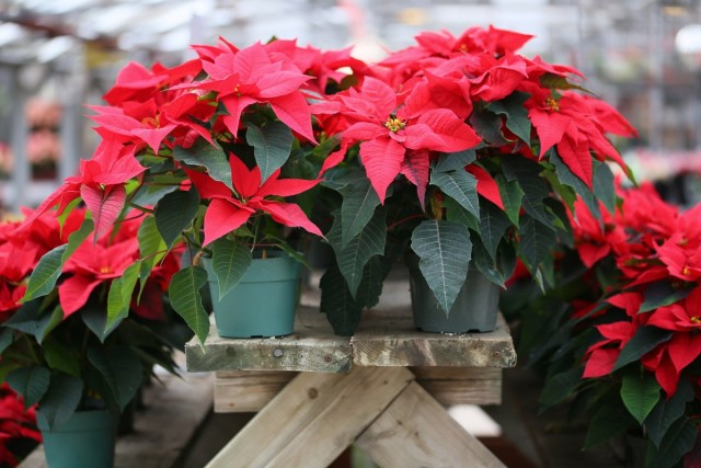 Why is poinsettia called the Christmas star?