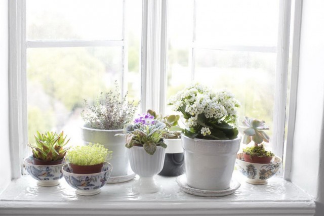 How to place more indoor plants on a windowsill?