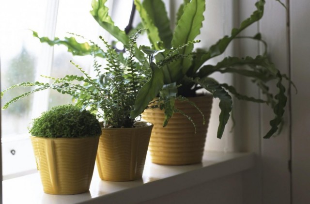 The best plants for a cold northern room