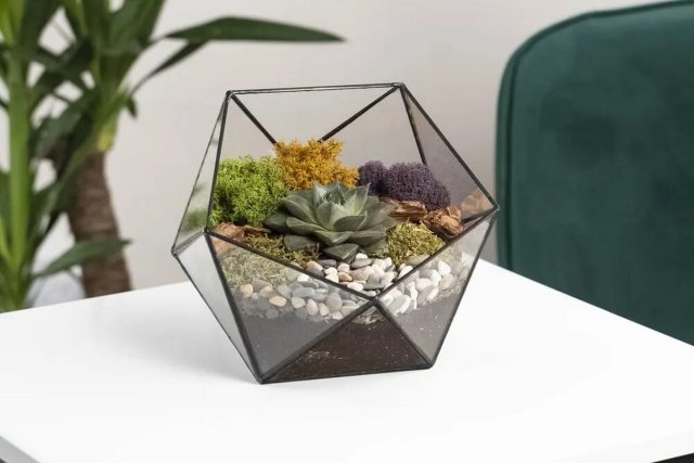 Choosing Plants on OZON: Profitable, Affordable, Practical