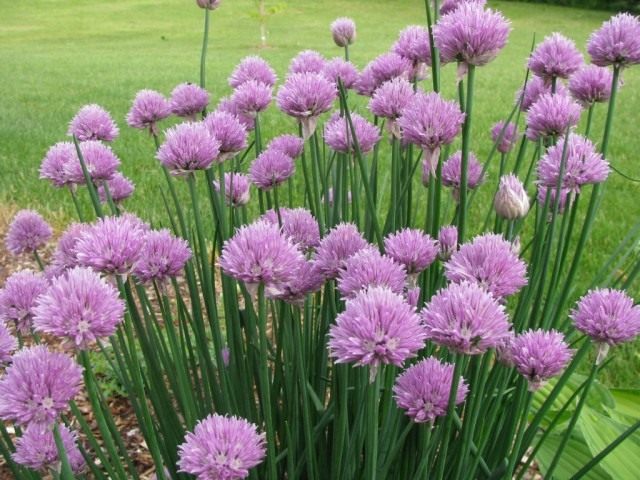 Chives, or schnitt-onions, are a healthy beauty