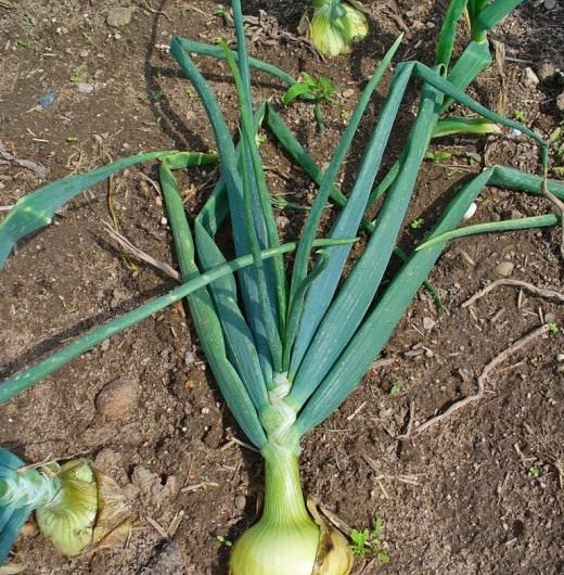 Growing Onions From Seeds in One Year