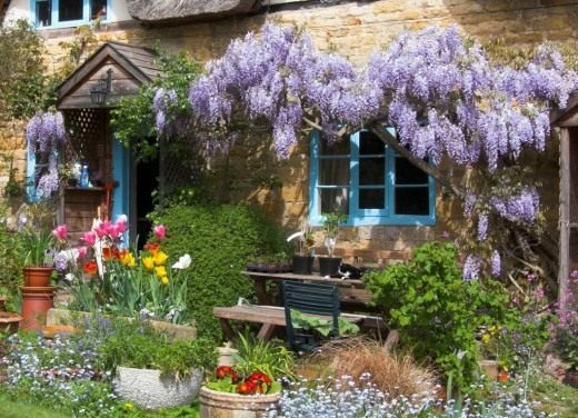 Features of growth of climbing plants and their care
