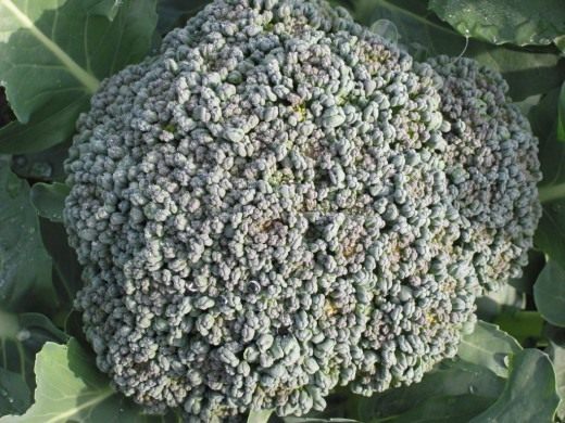 Cabbage Row: Broccoli