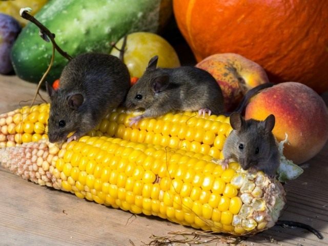 Fighting mice in the house and in the garden