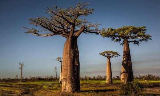 The giant of the savannah – Baobab