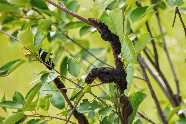 Save Your Cherries and Plums – What You Need to Know About Black Knot