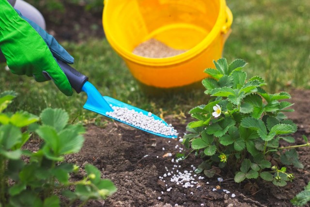Ammonium nitrate. Features of fertilizer application