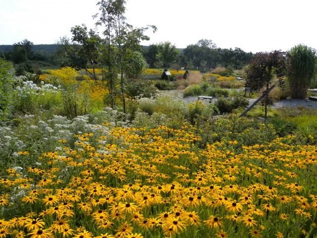 Cultivated weeds and weed crops