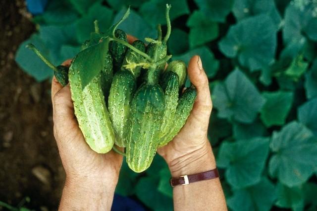 What varieties of cucumbers should you choose?