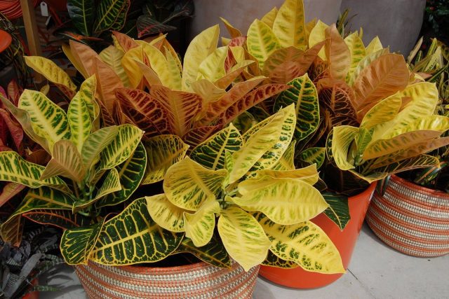 How to keep croton in shape?