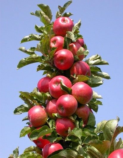 Slender columns of apple trees