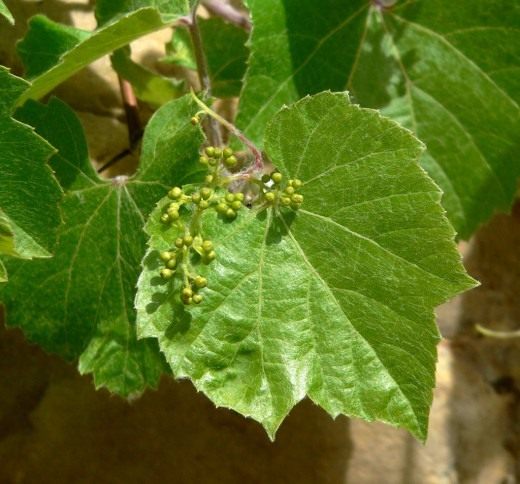 The vine requires warmth and light.