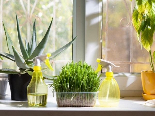 Humidifiers for indoor plants