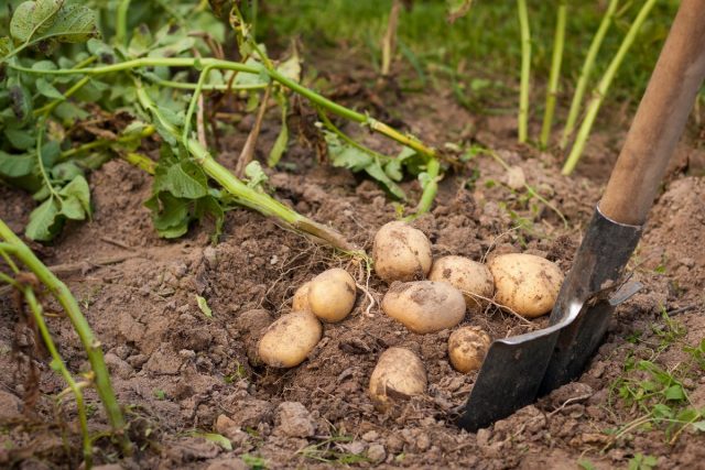 How to care for the soil after potatoes