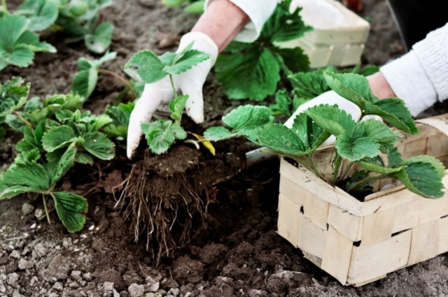 Features of care for remontant strawberries