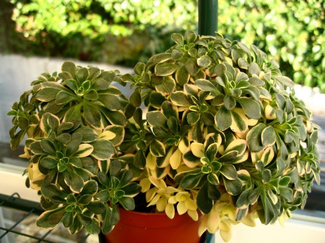 Eternal Aeoniums and their complex nature
