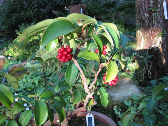 Kazura japonica is a rare indoor plant