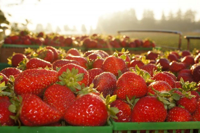Strawberries – new varieties