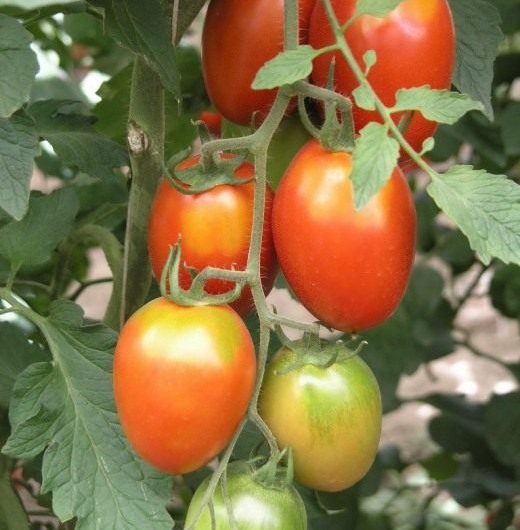 Tomatoes – The Incas Never Dreamed of Them