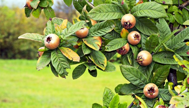 Medlar – aromatic jam on a branch