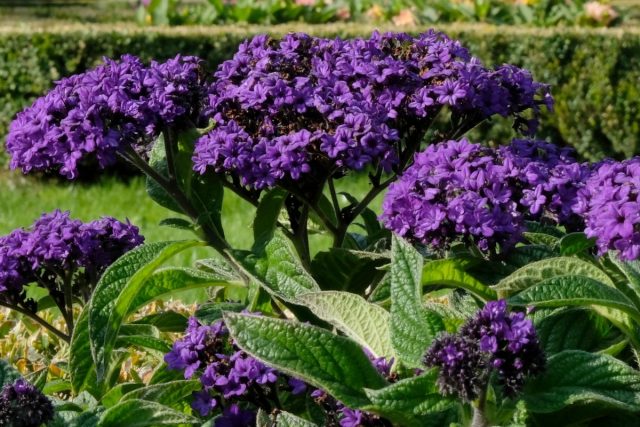 Heliotrope – fragrant and lush until the first frost