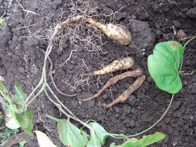 Yam is an African “bulba”