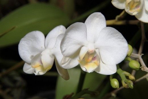 Phalaenopsis – butterflies in your home….