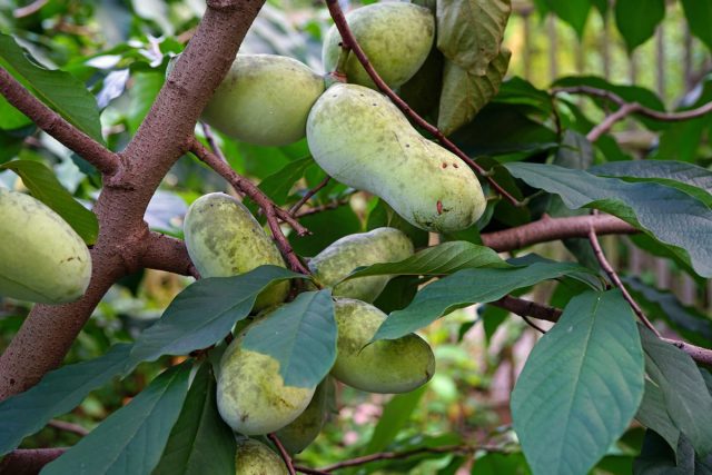 Pawpaw is a banana tree that can grow in your garden.