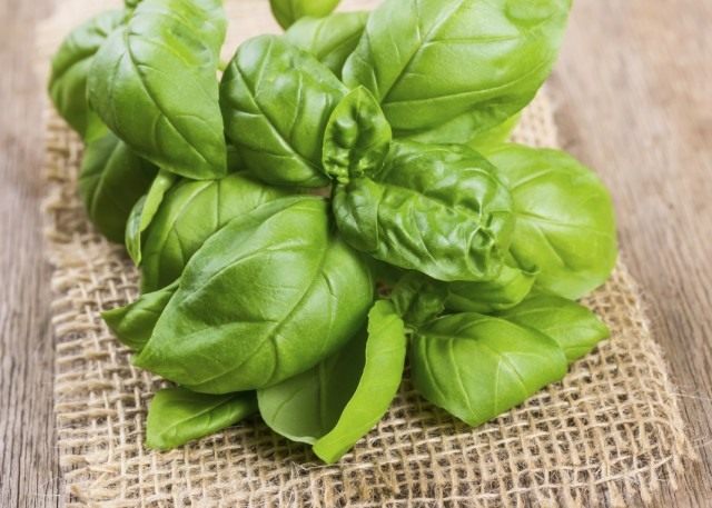 Basil – a fragrance fit for kings