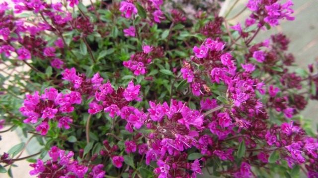 Thyme – Bogorodskaya herb