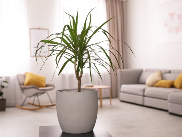 Dracaena – types, growing conditions and care