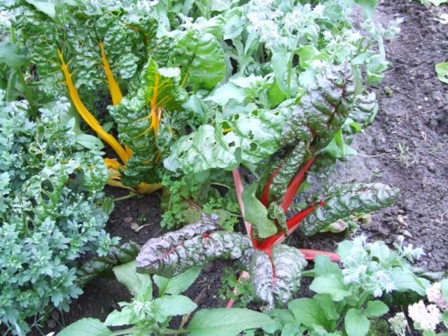 Swiss chard – vitamins all year round