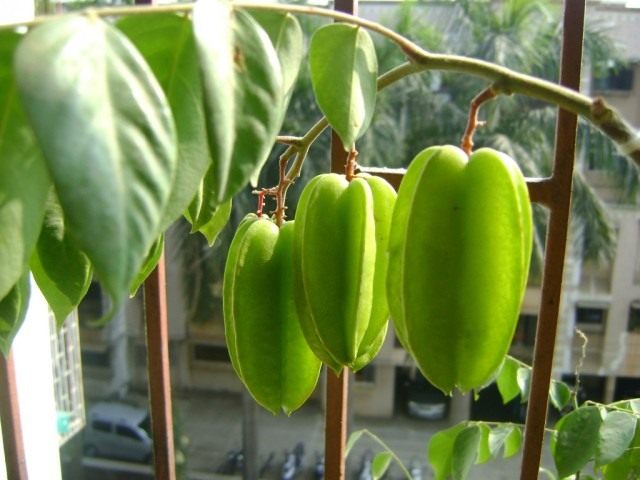 Carambola – delicious stars