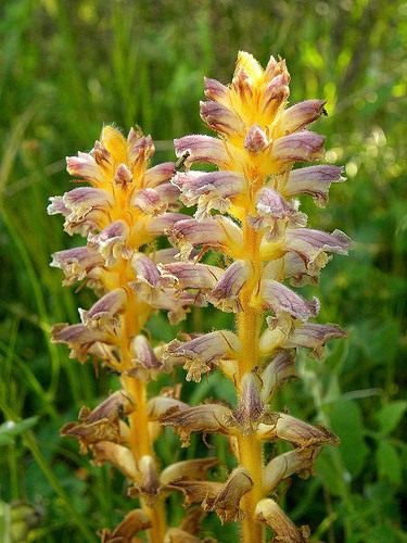 Broomrape is the enemy of a good harvest!